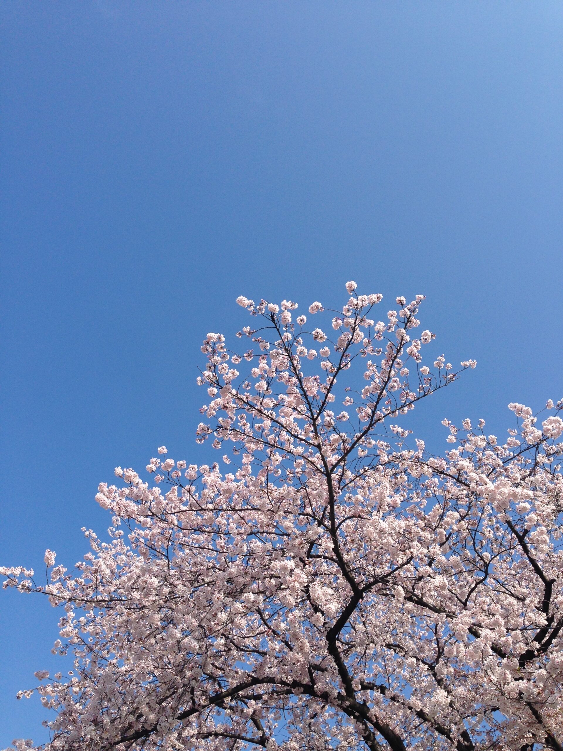 【2025年】今年の桜の見頃はいつ？便利アイテムを活用してお花見を1日中楽しもう！